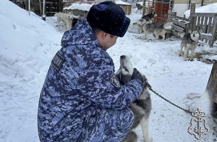 Росгвардия и журналисты оказали помощь приюту для бездомных собак в Кузбассе