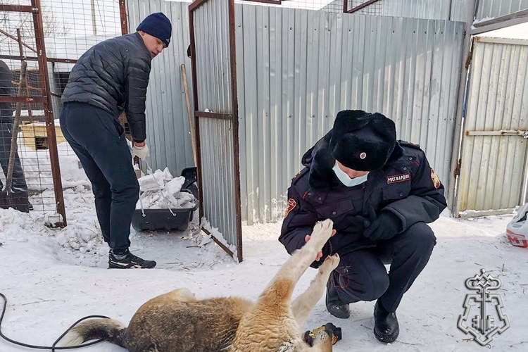 От патрульного маршрута к вольерам: героями рубрики «Знай наших!» стали юргинские росгвардейцы, которые помогают приютам для бездомных животных